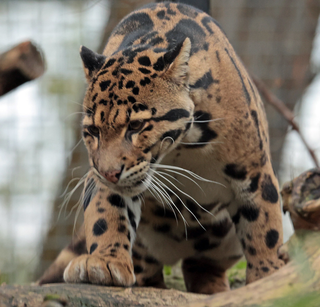 Clouded leopard Ouwehand 9K2A2209