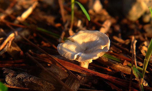 Mushroom (Macro)