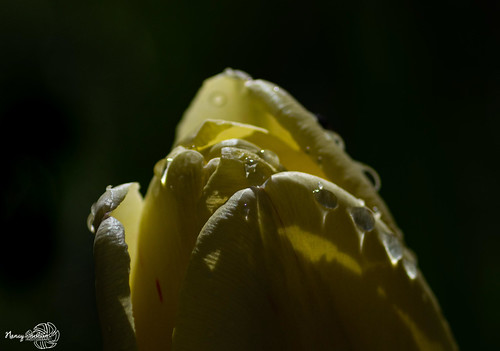 Waterdrops on Tulip by Nancy Denhem