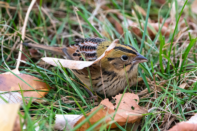henslow-s-sparrow-9056