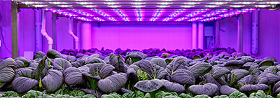 “Signify is committed to bringing more than 80 years of experience in horticulture lighting and our spectrum of science-based lighting solutions to help growers in Asia navigate challenges in indoor farming. The Center of Excellence will act as a one-stop knowledge and expertise resource supporting farmers to move towards sustainable food production,” said Rami Hajjar, Cluster Leader for South-East Asia, Signify.