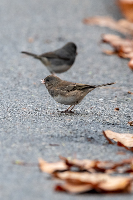 dark-eyed-junco-sticking-out-tongue-8569