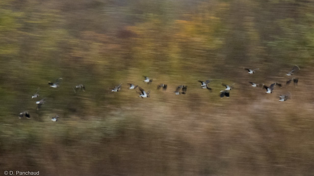 Lapwings in flight at the London Wetland Centre