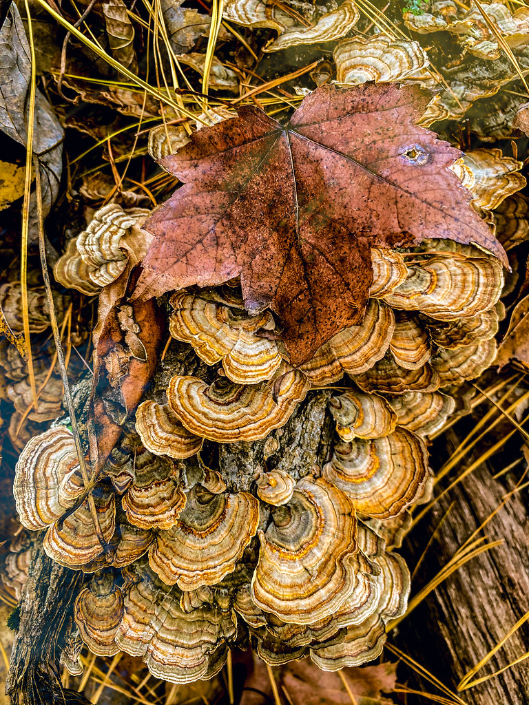 Turkey Tale Fungi on a Log