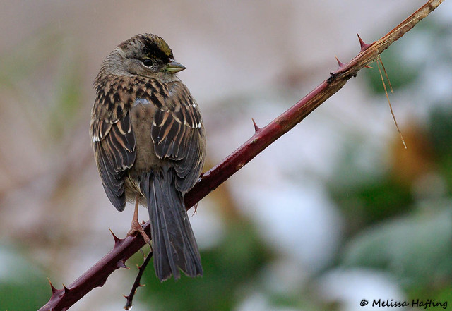 Golden-crowned Sparrow - Richmond