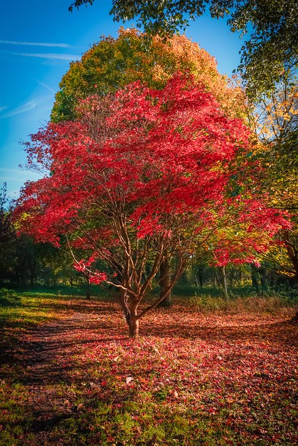 Those autumn colours