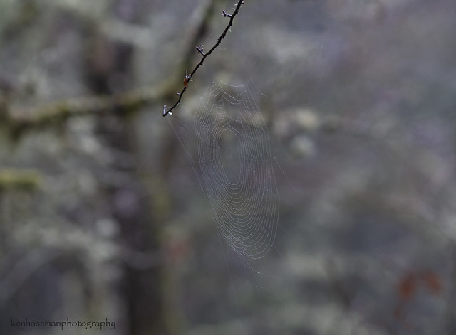 Nearly Invisible Gossamer Spider Web