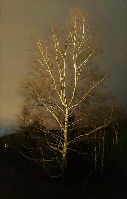 Birch at Night
