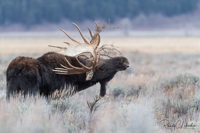 Moose of Grand Teton | Alces alces | 2021 - 17 [EXPLORED]