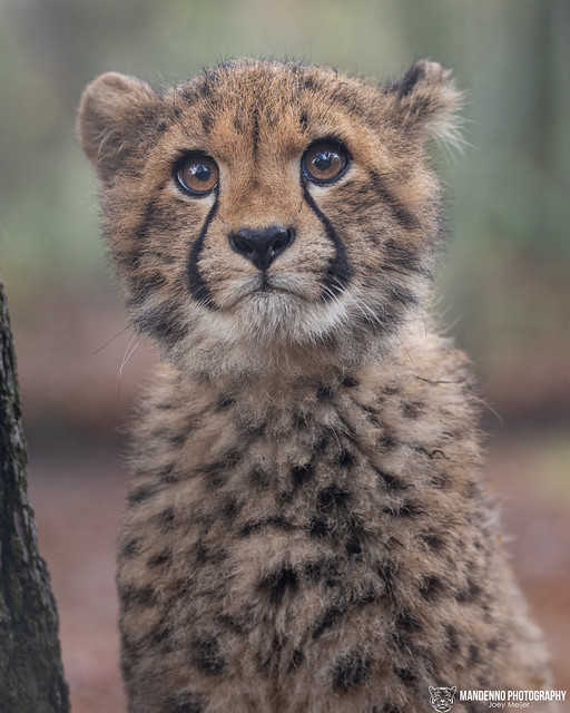 Cheetah Cub - Safaripark Beekse Bergen - The Netherlands