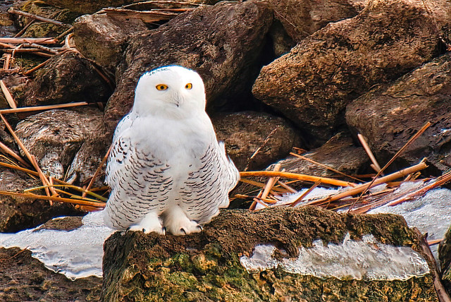 Snowy Owl:  Down From The Arctic