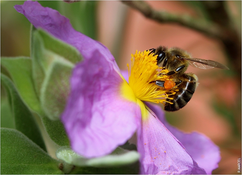 Simple abeille- Simple bee - Abeja simple