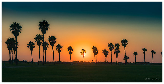 Atardece en el parque de las palmeras // Sunset in the palm park