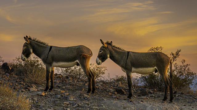 Wild Mules at Sunset