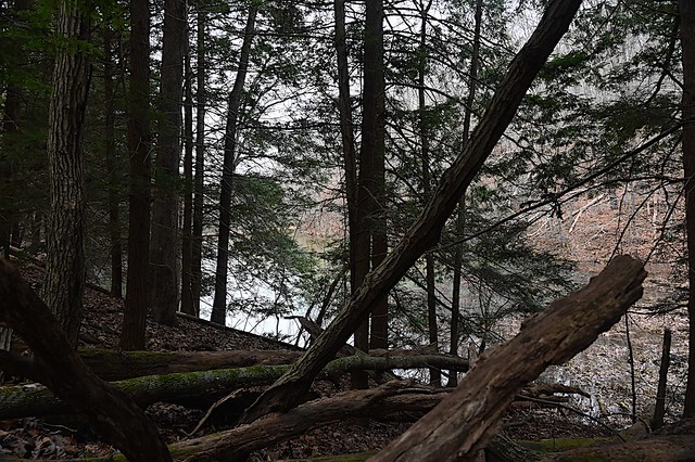 Hemlocks at Churn Creek Lake in Shawnee State Forest