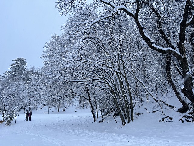 Snow in Park