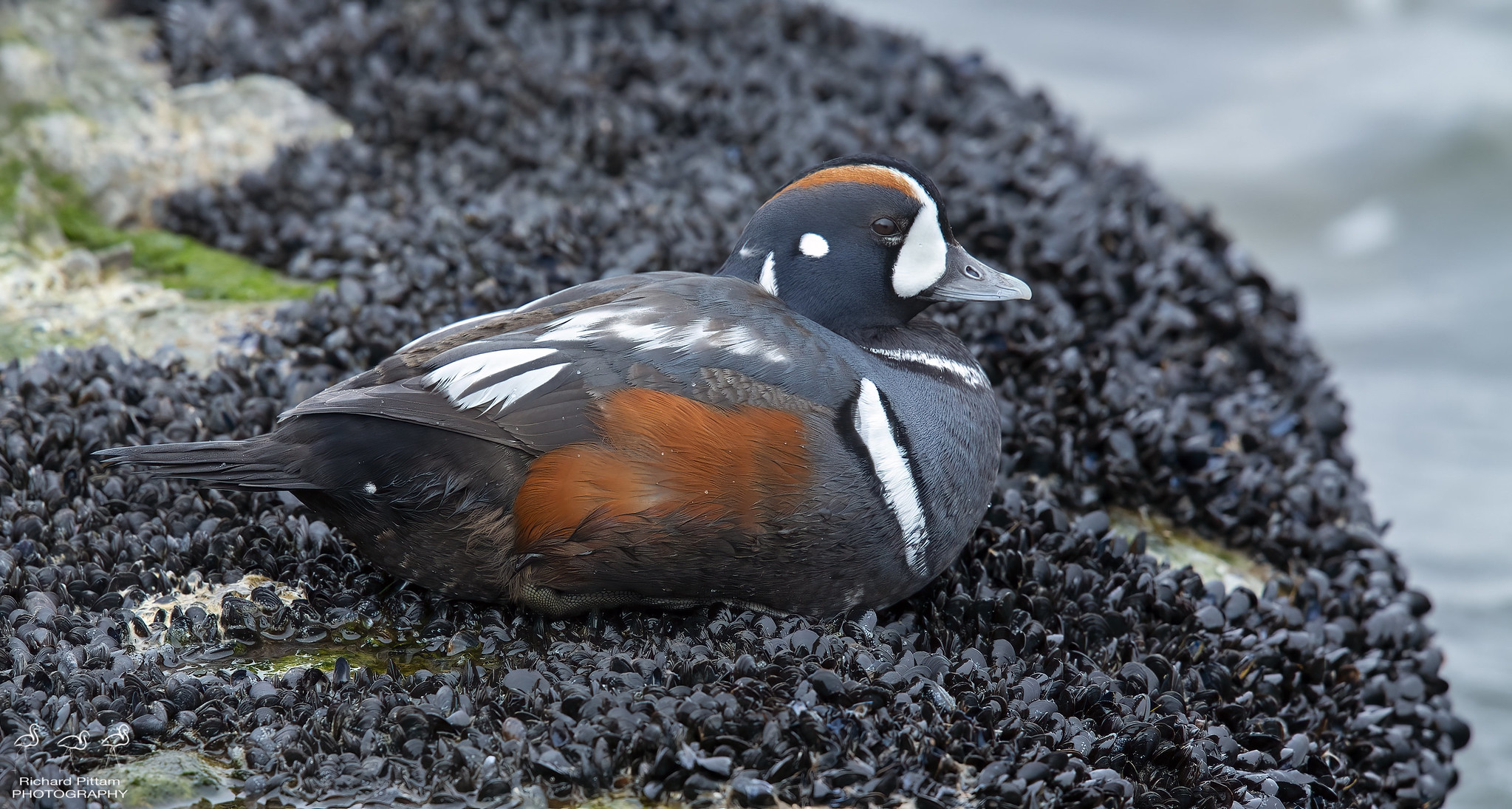 Drake Harlequin Duck on Blue Mussels