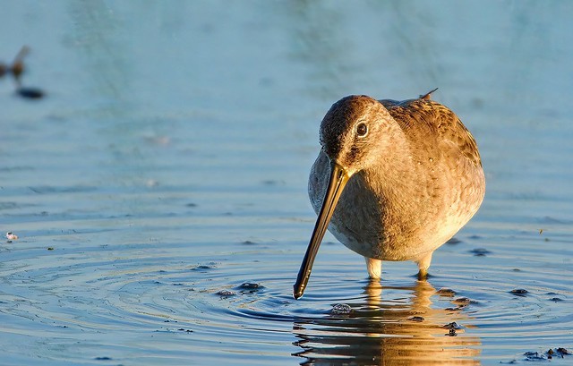Dowitcher Posing