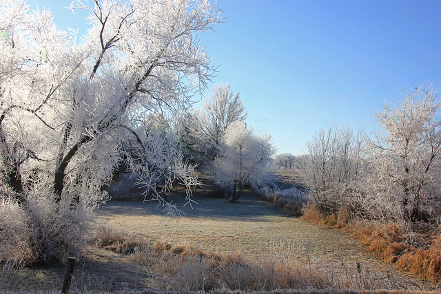 Frosty Morning Pasture . . .