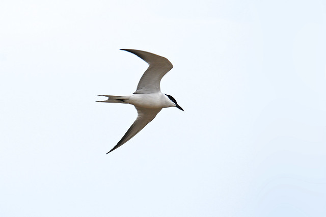 Gull-billed tern (Geochelidon nilotica), Ebro Delta, Spain