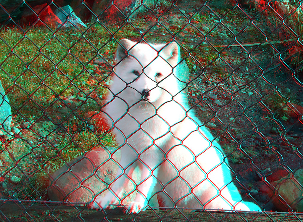Poolvos Blijdorp Zoo 3D anaglyph