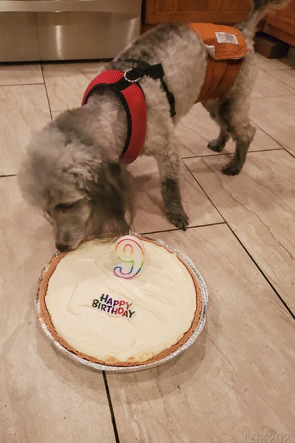 Birthday Doggy-safe Cheesecake!!