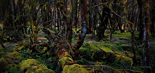 highlandmanswood argylebute rhu helensburgh scotland trees wood woodland forest nature outdoor colour spooky scary forestofdoom art artwork