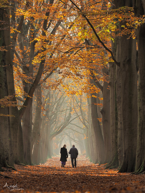 walking under the last autumn leaves - Explored 2021-12-9