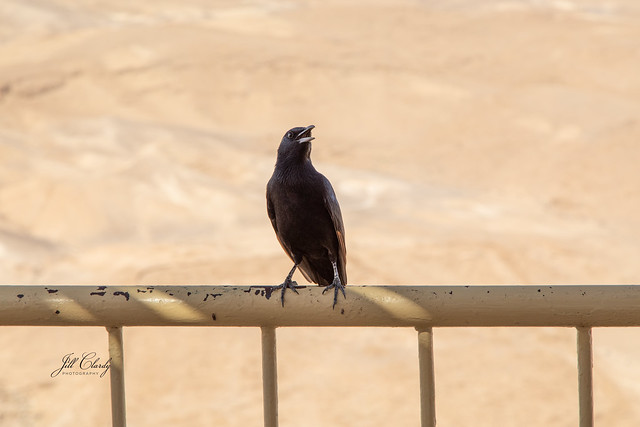 Armchair Traveling - Starling Concert in Masada National Park, Israel