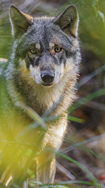 Wolf among vegetation