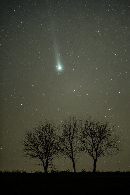 Comet Leonard above the eastern horizon