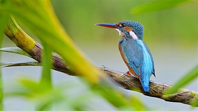 Common Kingfisher: Winter Visitor