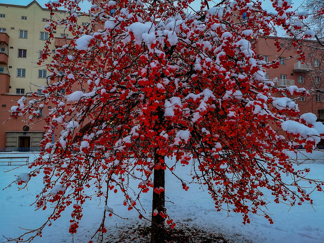 Snowfall with red and white colors.