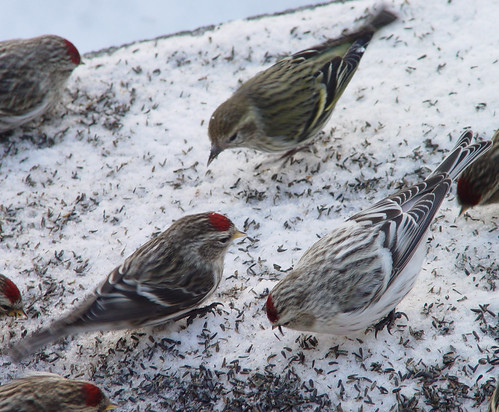 Hoary and Common Redpoll and Pine Siskin