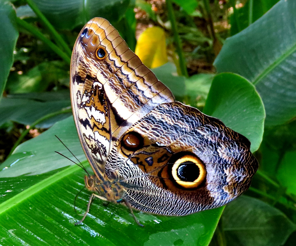 Caligo oileus scamander (Brassolinae) | Reserva forestal pro… | Flickr