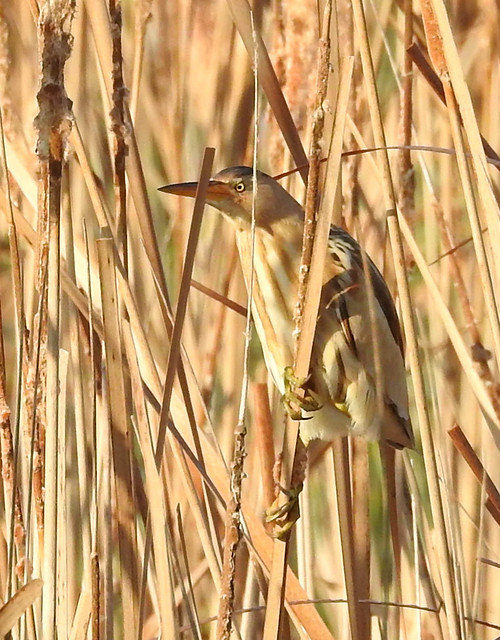Immature Little Bittern clinging to reeds in Spain.