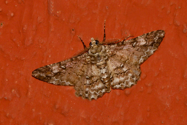 ecosystem/fauna/Geometrid Moth(Cleora fraterna)