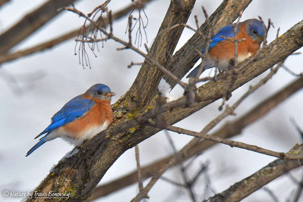 Eastern Bluebird (males) eating snow