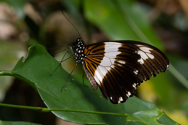 Common White-banded Swallowtail Papilio c. cyproeofila