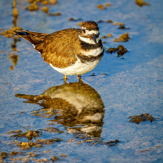 Killdeer and reflection | by Ed Rosack