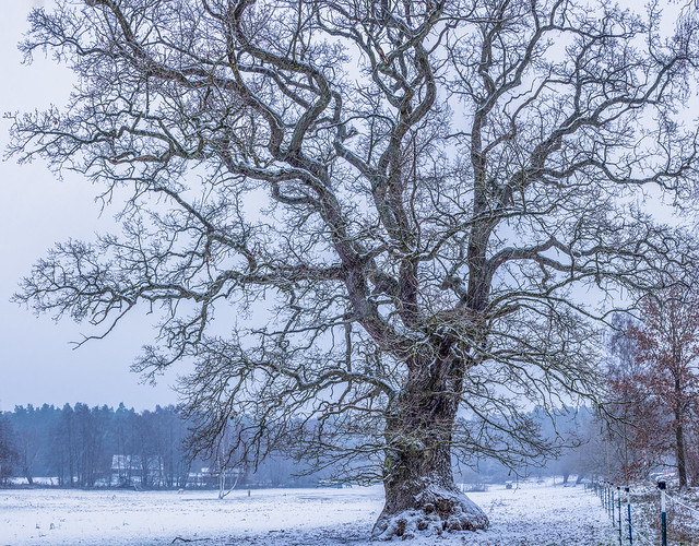 Old oak on a winter morning