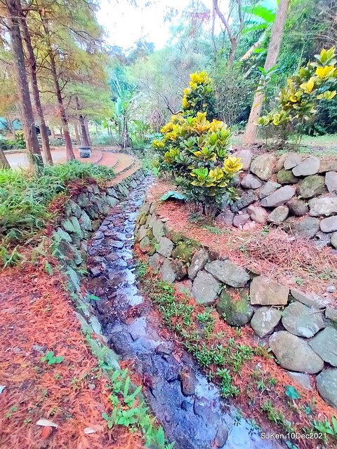 Larix pine garden plaza at Nangang, Taipei, Taiwan, SJKen, Dec 10, 2021.