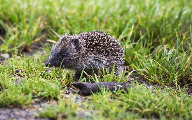 Hedgehog, Norfolk Countryside, North Norfolk, England