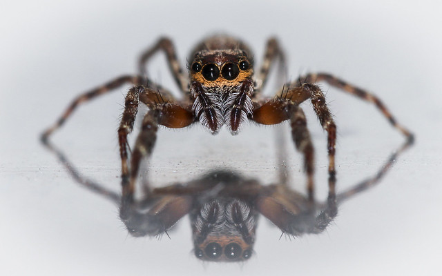 Jumping Spider (Helpis minitabunda)