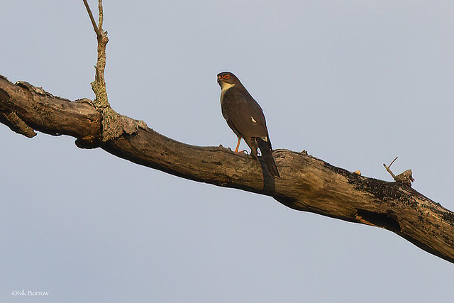 Red-thighed Sparrowhawk Accipiter e. erythropus