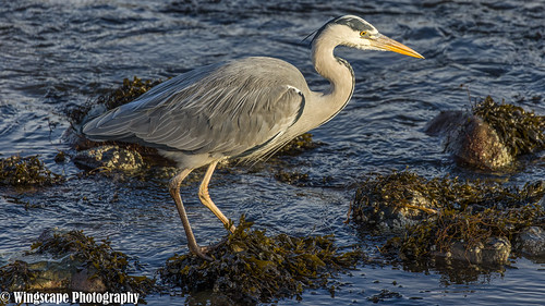 Grey Heron | by Wingscape Photography (thx for 3 million views)