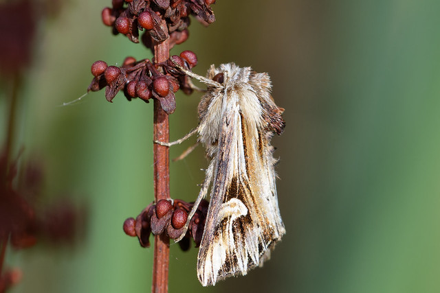 Purple Cloud Moth (Actinotia polyodon) Tandat johannesörtsfly