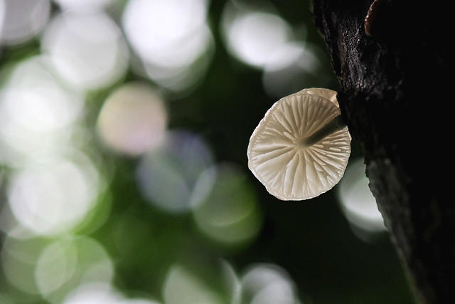 Porcelain fungus (Oudemansiella Mucida)