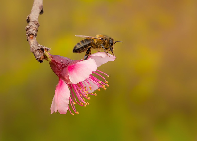 La abeja sobre la flor