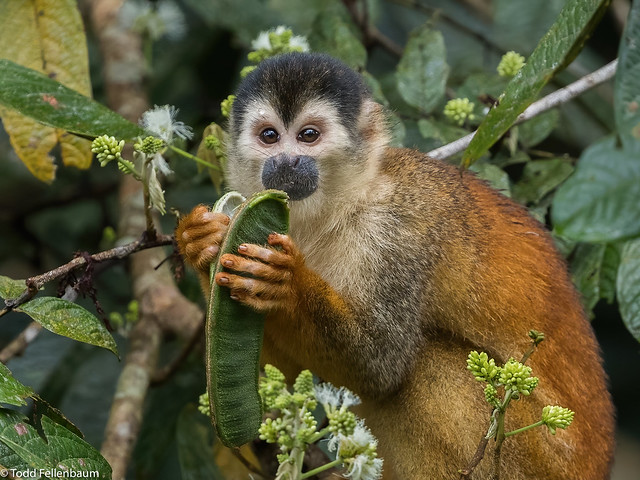 CA3I0487-Central American Squirrel Monkey